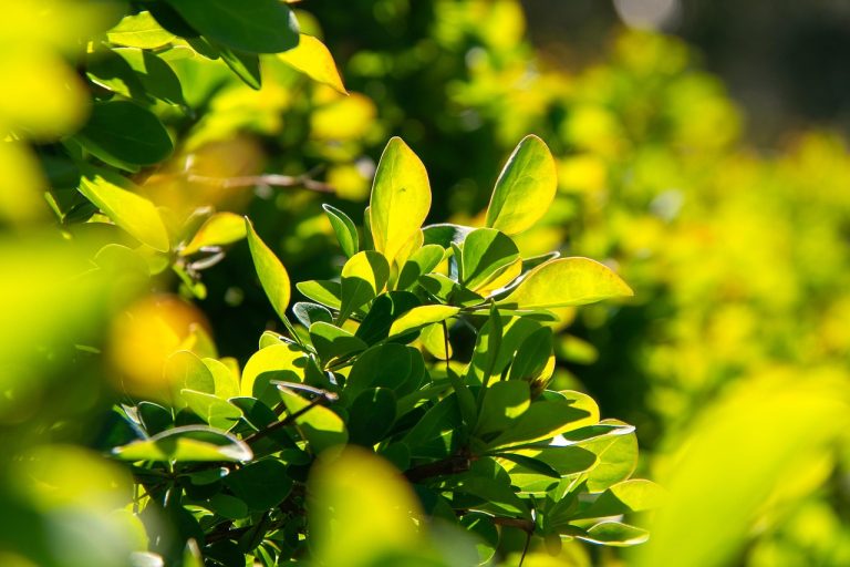 The Green Revolution: Eco-Friendly Hedge Trimming for a Sustainable Future