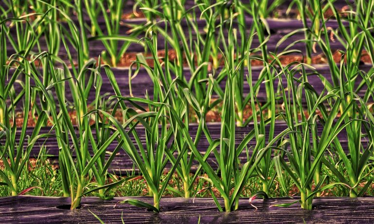 The Magic of Mulching: Transforming Your Garden with Mulching Amendment